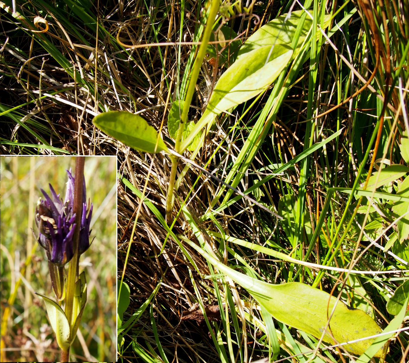 Felwort leaf